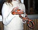 (Click for larger image) Sabine Sunderland holding the snake