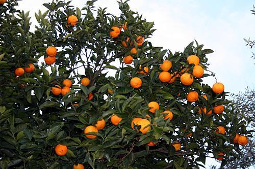 47---orange-tree.jpg (500×333)